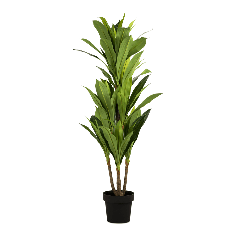 Dracanea in Plastic Pot 130cm
