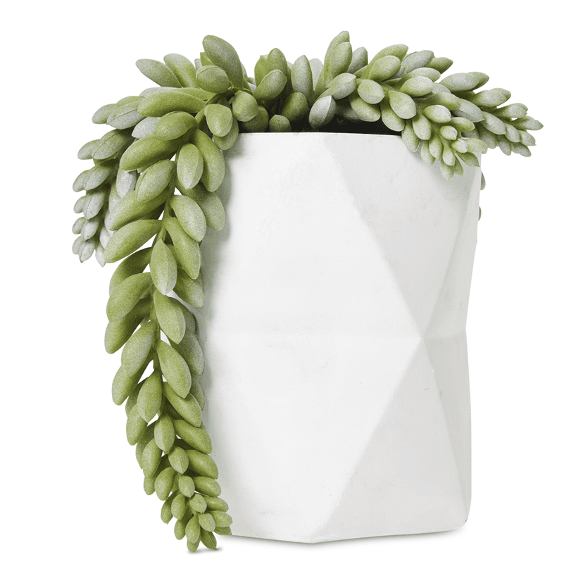 Trailling Bean Leaved Facetted White Pot
