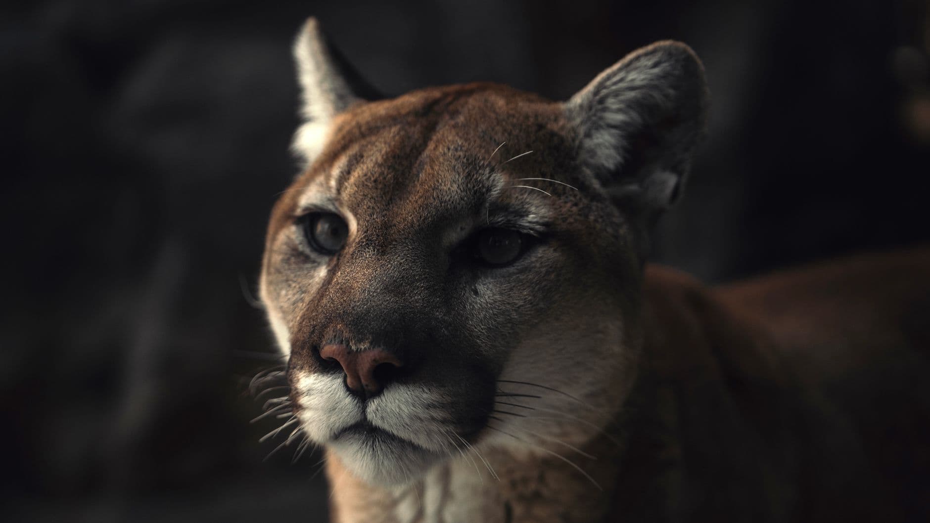 Bash – Puma identification: detecting, differentiating and identifying authentic Puma footwear