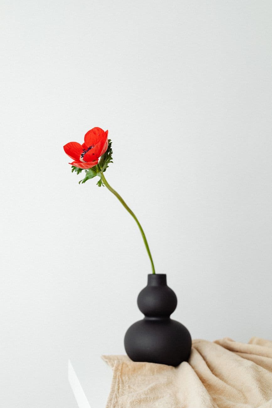 Bash – Black vase ideas: timeless styling for South African homes