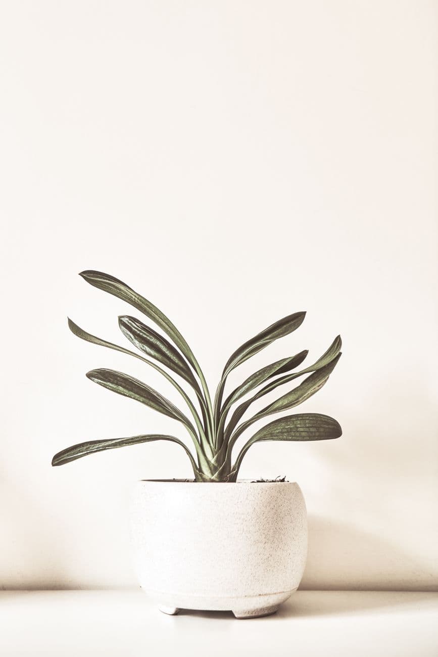 Bash – Pot plants: practical choices and care for South African homes