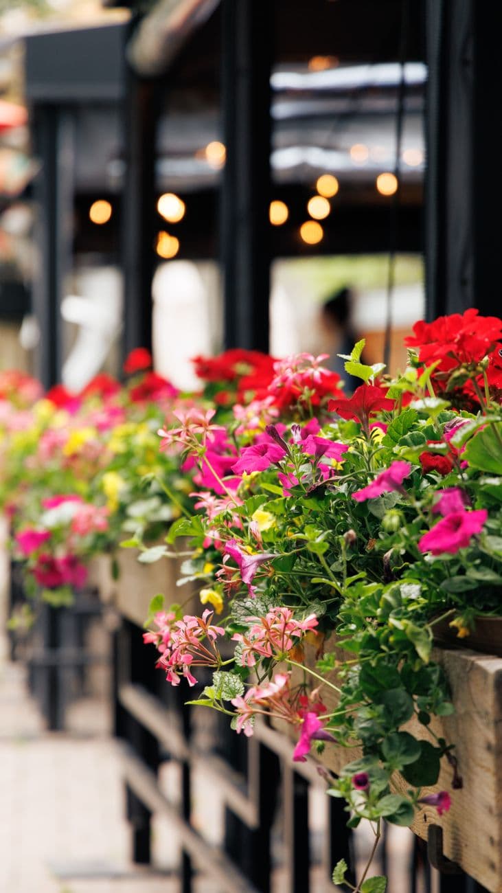 flowers and planters product photo